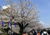日本大阪留学一年费用是多少钱？